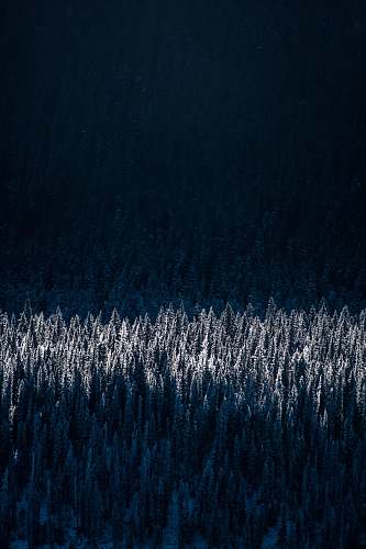 winter aerial photography of snow-capped trees christmas wallpapers