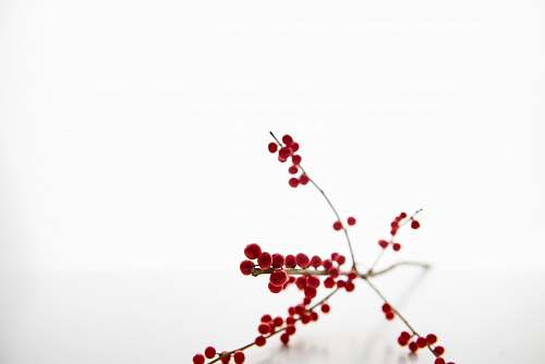 white close-up photography flowers pin