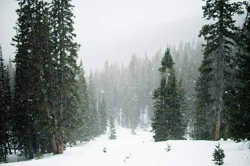 trees forest during winter winter