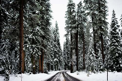 winter pine trees during daytime christmas wallpapers