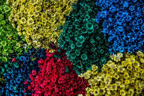 flowers aerial shot of assorted-color blooming flowers plant