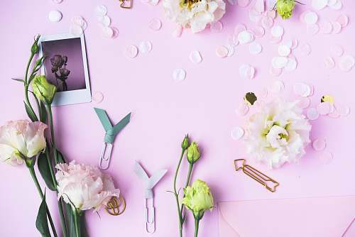 plant assorted-color flowers on pink surface blossom