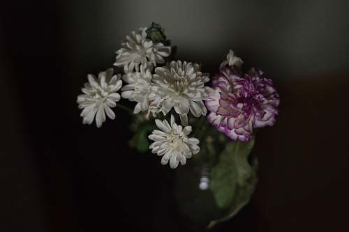 plant white and purple petaled flowers blossom
