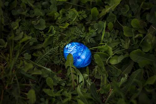 insect oval blue pebble surrounded by green leaves animal