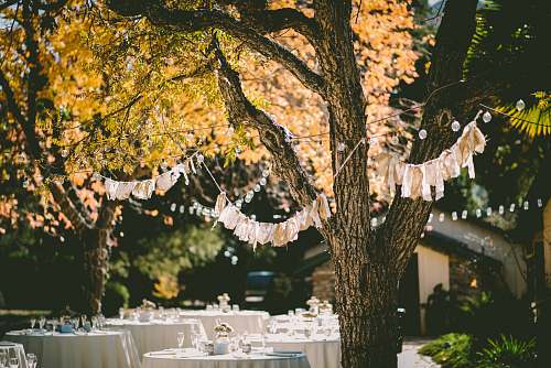 wedding orange leafed tree with orange banderittas tree