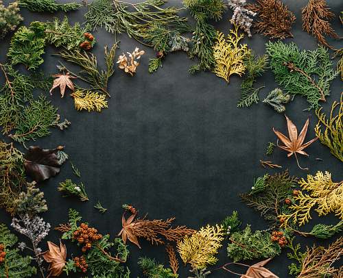 background assorted leaves on black textile fall
