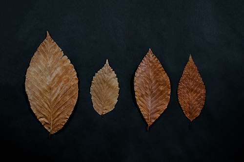 leaf four brown ovate leaves brown