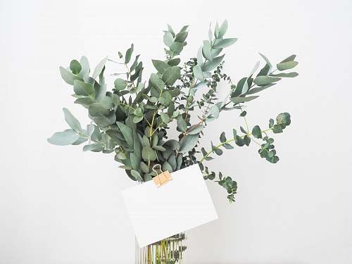 greenery green leafed plant with white printing paper minimal