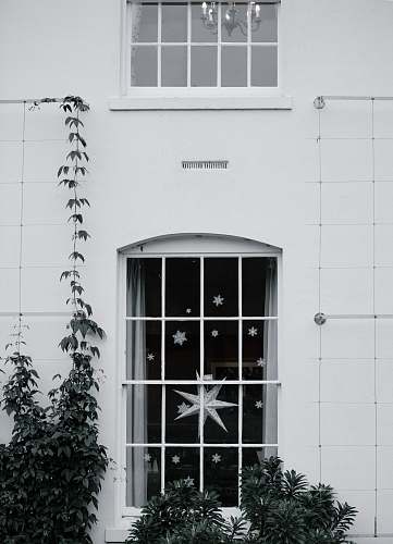 black-and-white photo of white windowpane beside green leafed trees ivy