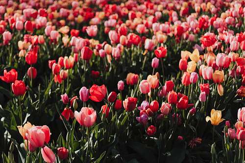 flower red tulip flower field tulip