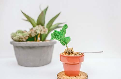 mint selective focus photography of green sprout on brown pot pot