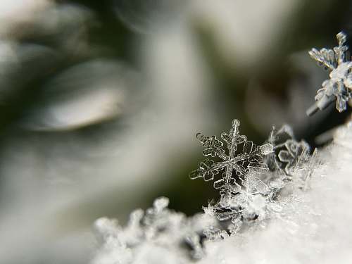winter selective focus photography snowflakes ice