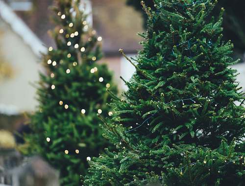 christmas green Christmass tree close-up photography fir