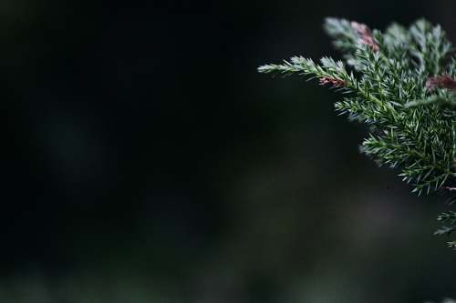 christmas selective focus photography of green pine tree leaf christmas wallpapers