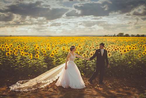 love bride and groom walking in front of sunflower field people