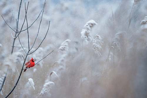 animal selective focus photography of cardinal bird on tree branch bird