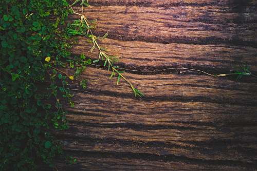 plant green-leaf plants on brown wooden surface tree