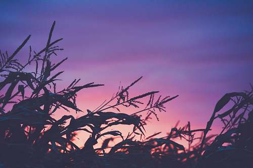 sky silhouette plants during sunset outdoors