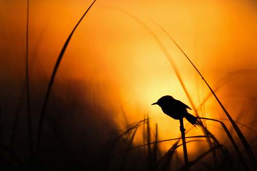 animal silhouette of bird bird