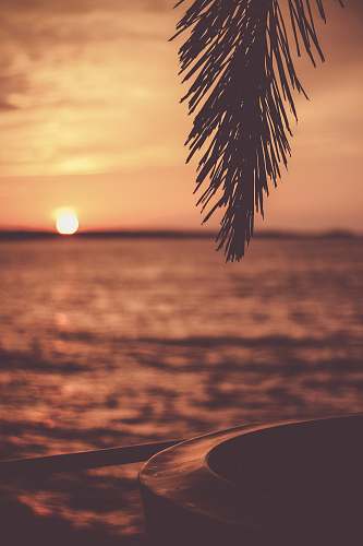 tree silhouette of tree with body of water background mexico
