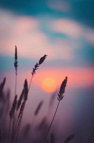 grass silhouette of wheat during sunset flora
