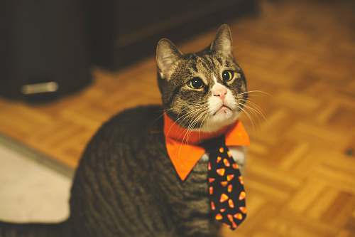 accessories blackcat tie