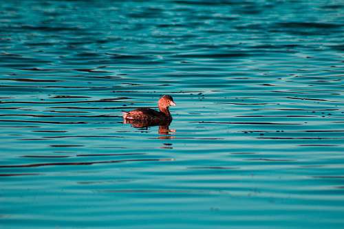 outdoors bird in water during daytime water
