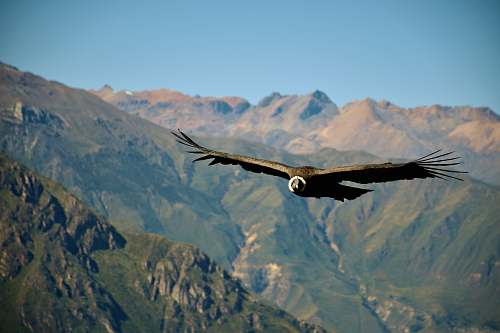 bird brown bird vulture