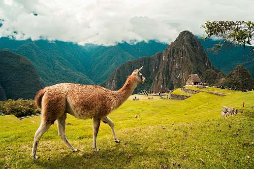 llama brown llama on green grass field during daytime alpaca