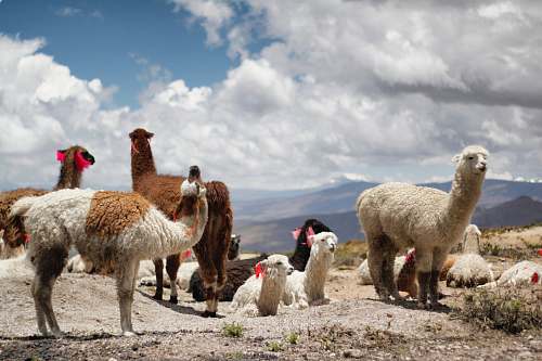 llama herd of alpacas during daytime mammal