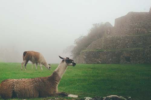 llama two goats on grass field alpaca