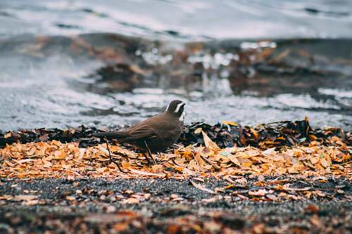 bird brown bird animal