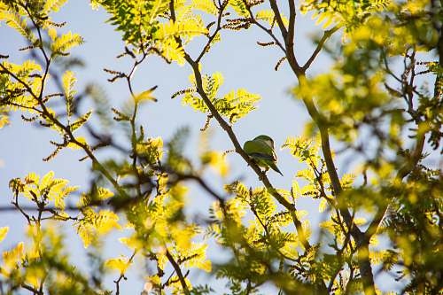bird green bird perched on green leaf branch during day parrot
