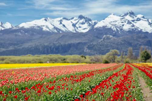 nature landscape photography of white and black mountain range behind bed of red and pink-petaled flowers field