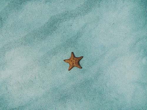 animal brown starfish on blue sand starfish