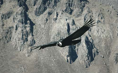 condor black bird flying over gray mountain vulture