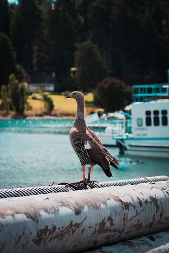 animal brown bird during daytime bariloche