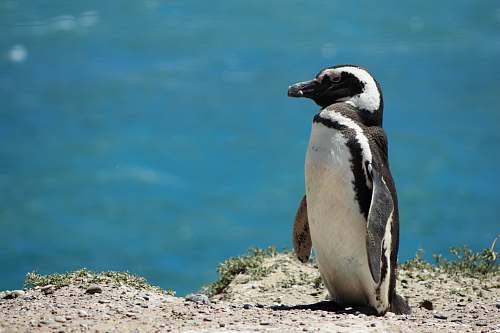 penguin penguin during daytime animal