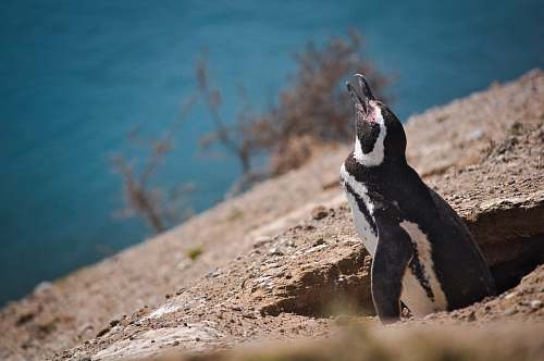 penguin white and black penguin looking up during daytime animal