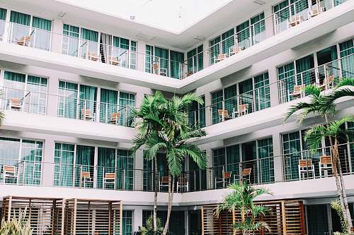 hotel coconut palm trees in hotel lobby balcony