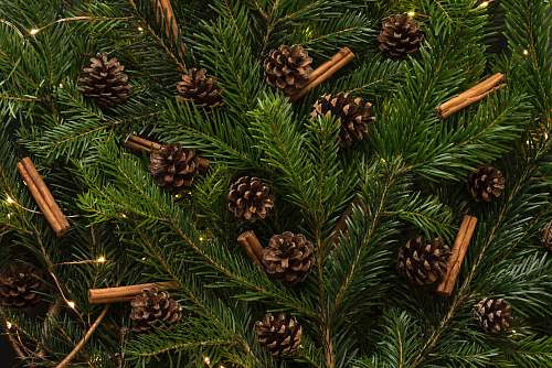 holiday brown pine cones in pine tree tree