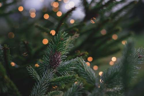 tree closeup photography of pine tree with pinecone conifer
