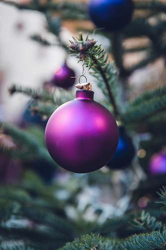 ornament purple Christmas ball hang on Christmas tree purple