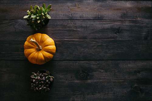 autumn photo of orange squash beside potted succulent plants thanksgiving