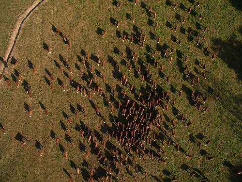 flora bird's eye view photo of animals plant
