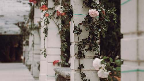 plant white petaled roses on white concrete pillar ivy
