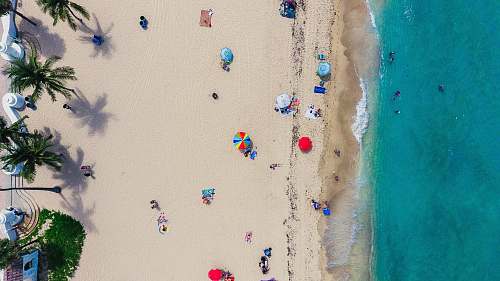 beach aerial photography of people gathering on shore palm tree