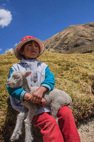 person white sheep on boy's lap sitting on hill people