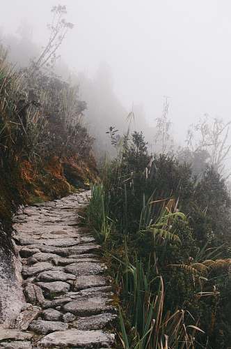 grass gray rock pathway between green plants plant