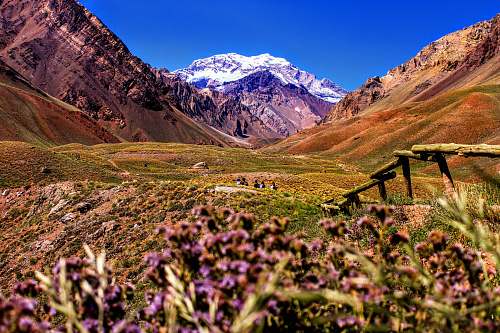 outdoors purple-petaled flowers near mountain during daytime mountain